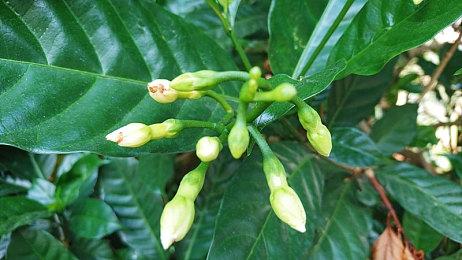 卡普空萝莉新作《虚实万象》新预告 2026年发售