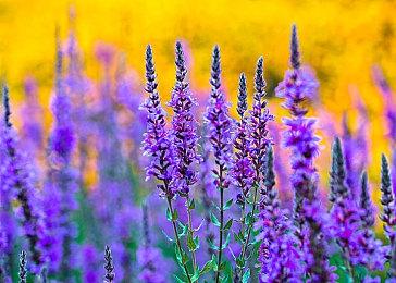 3D动作游戏《库库斯：丢失的宠物》12月登陆主机